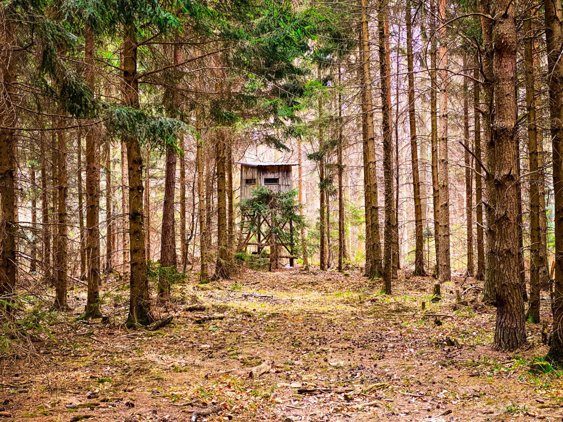 Hochstand_Wald